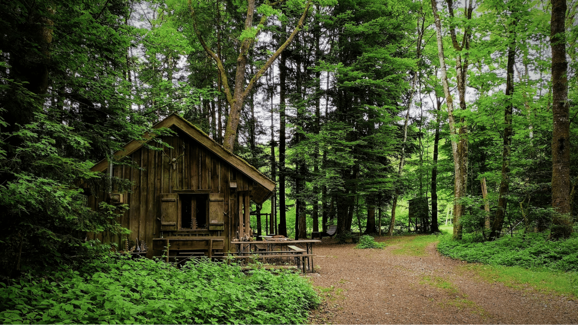 Cabin the the middle of the woods